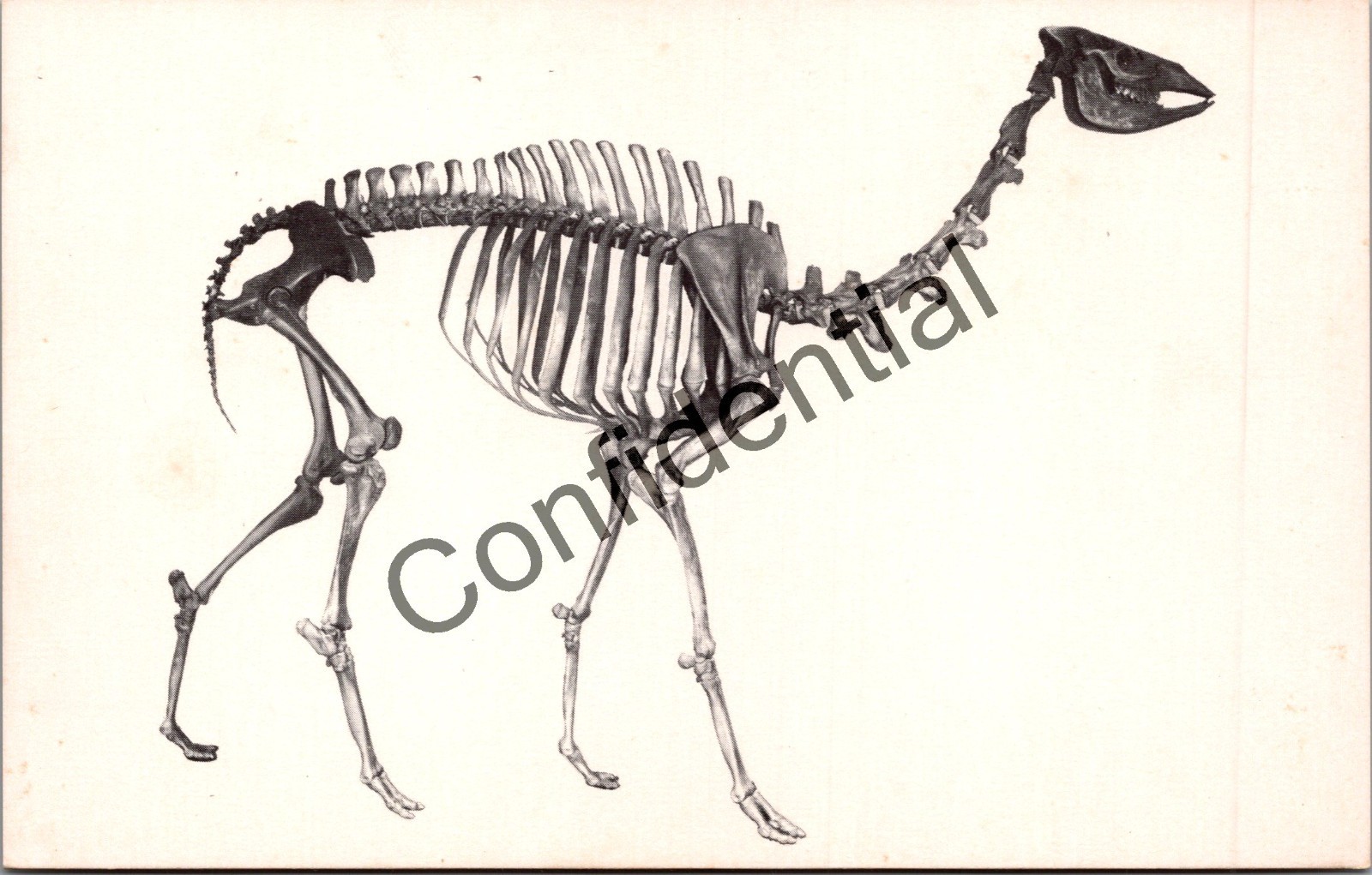 Prehistoric Cemelops Camel Skeleton Dinosaur Display Postcard Dino LA CA V98