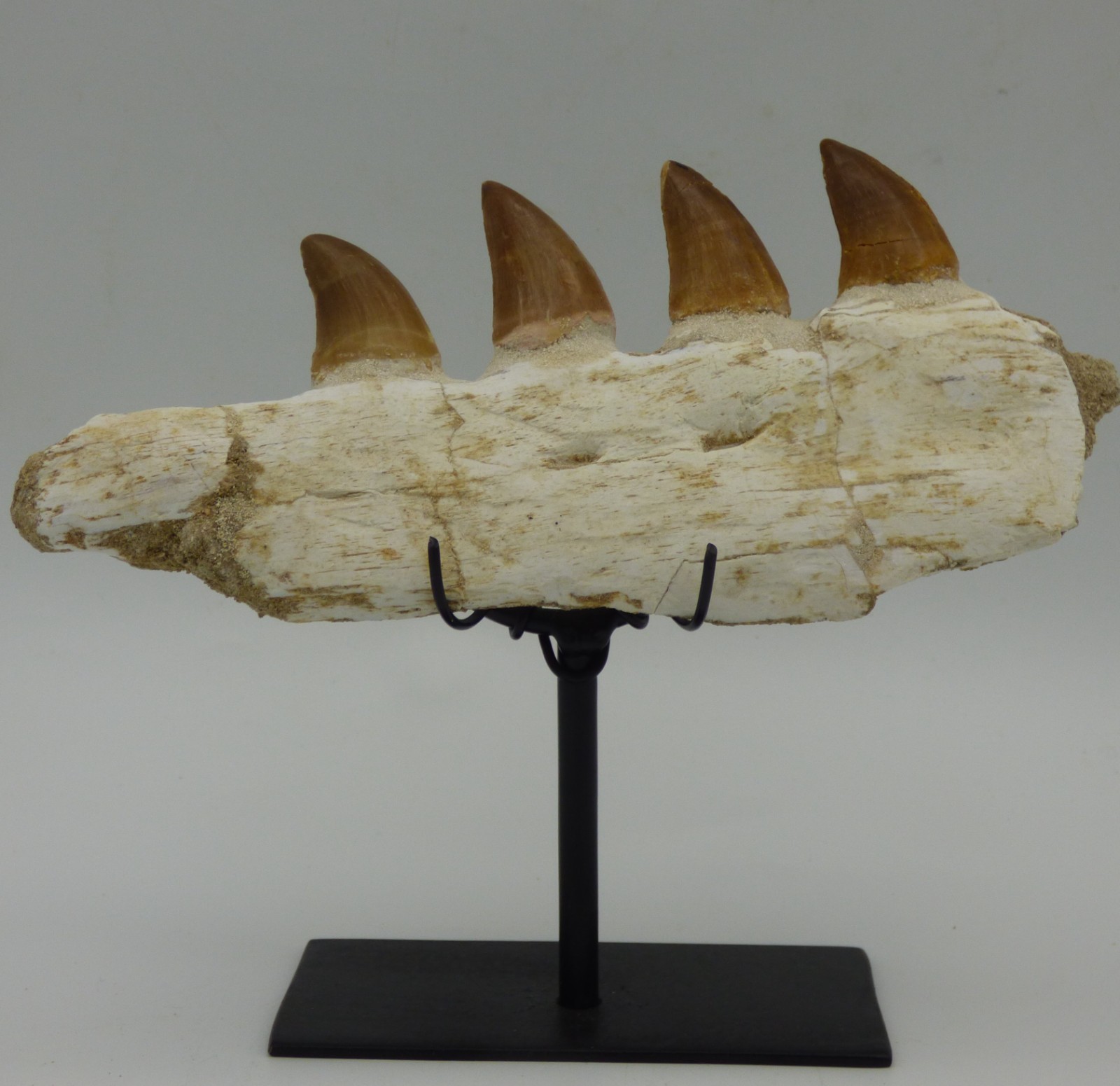 Fossil Mosasaur Teeth in Original Jaw Bone Cretaceous Morocco + Display Stand