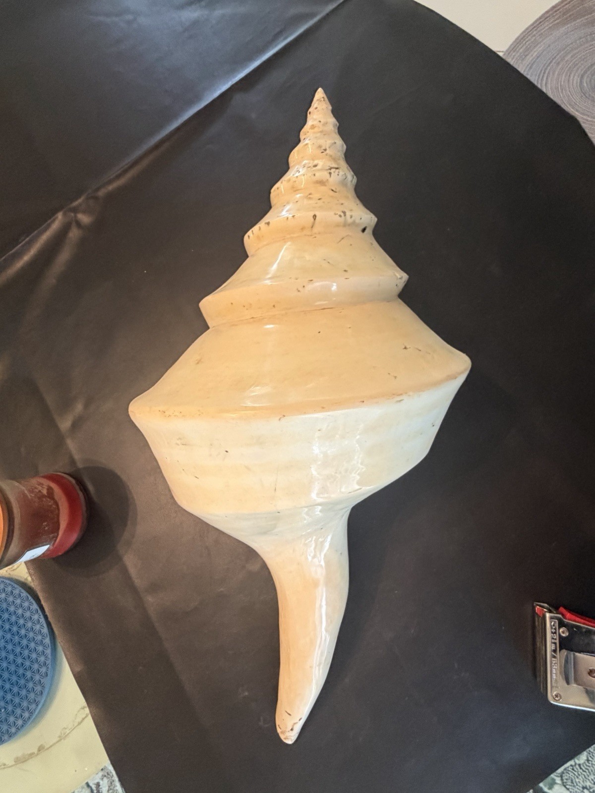 Giant Australian Trumpet shell Approx 20 In