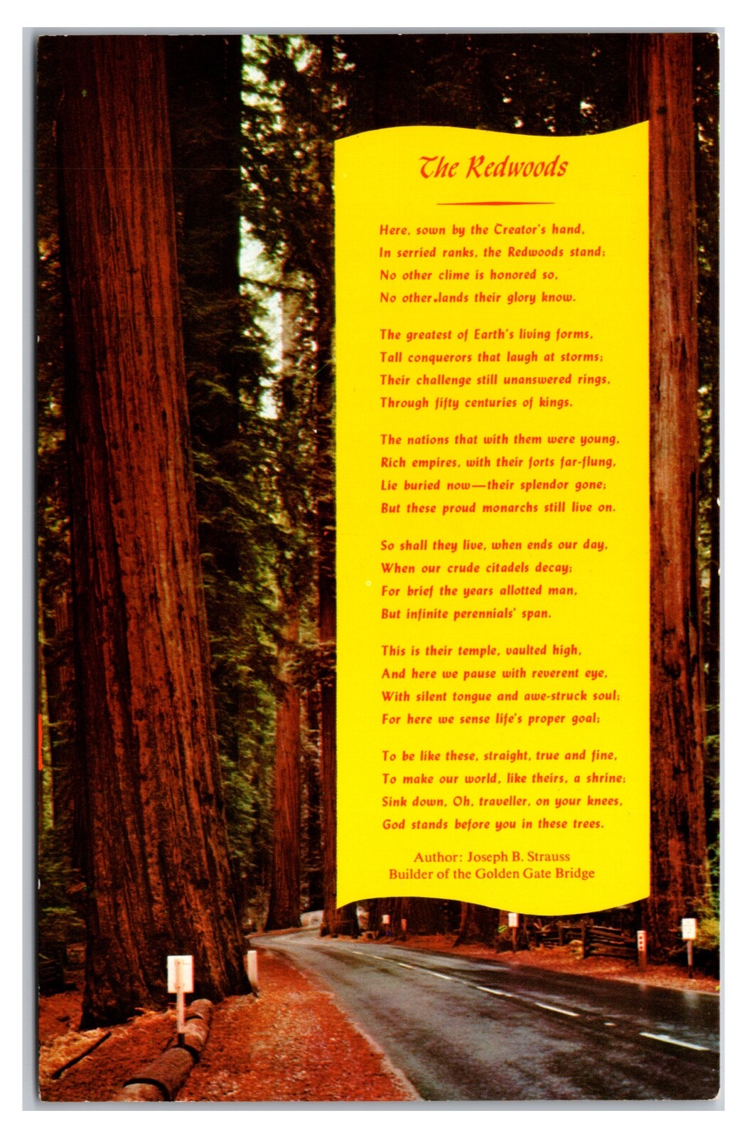 Vintage 1960s- Northern California Redwoods- California Postcard (UnPosted)