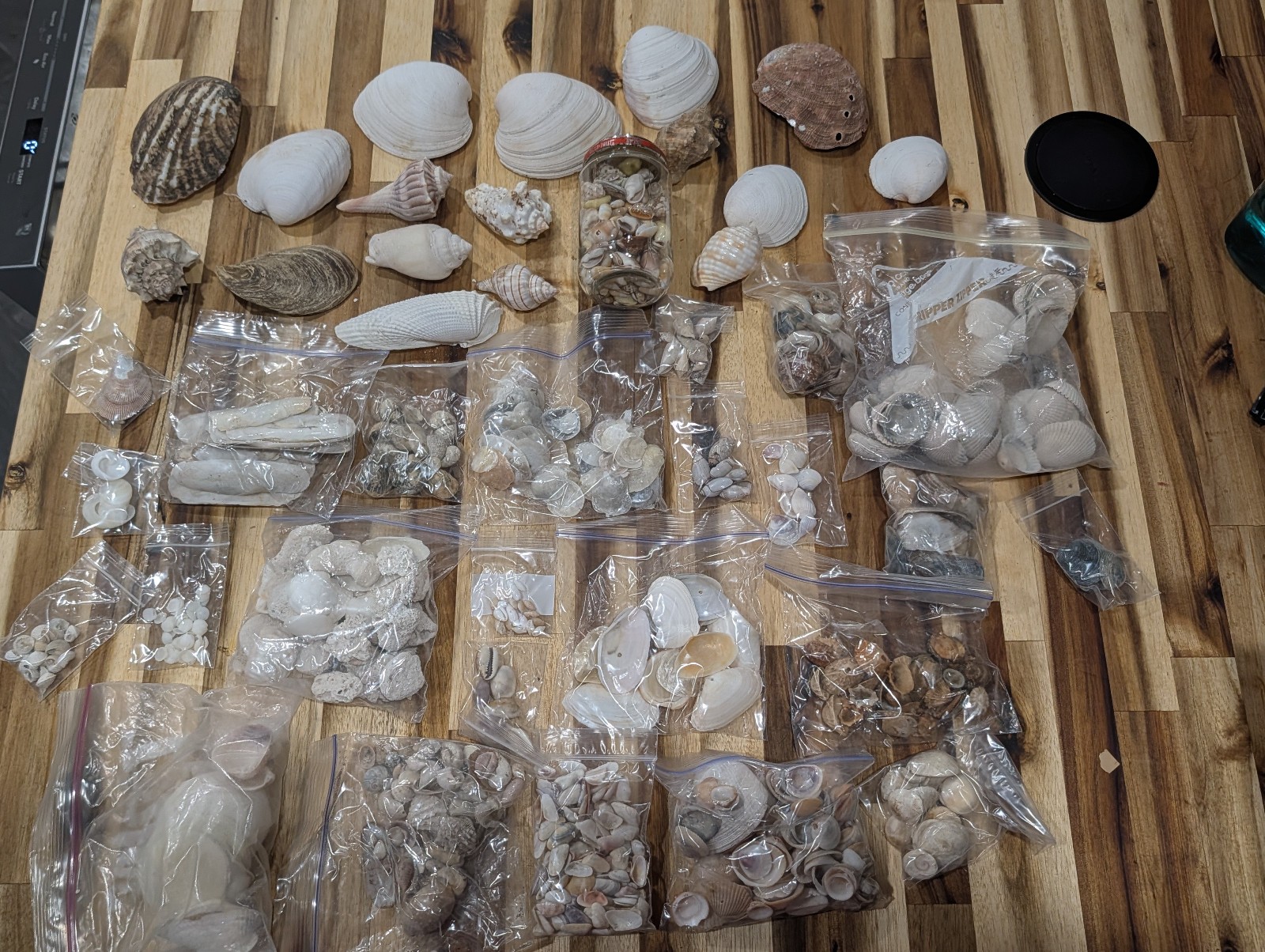 Mixed Sea Shells Bulk Estate Lot 5 Lb Craft Decor Collection Sorted Bags Box