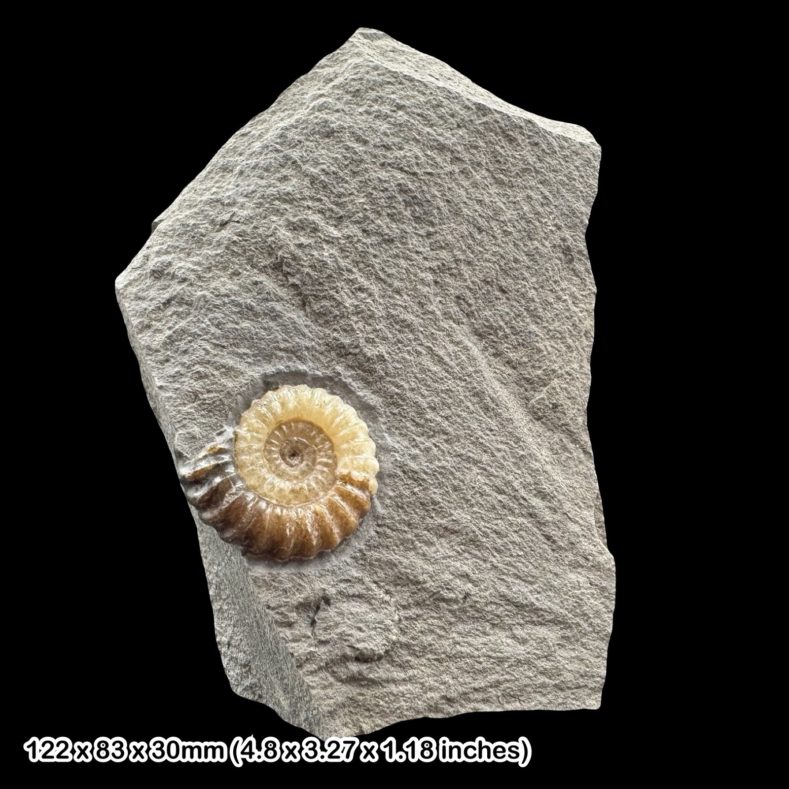 Promicroceras Calcite Ammonite Fossil Jurassic Lyme Regis Dorset Black Ven