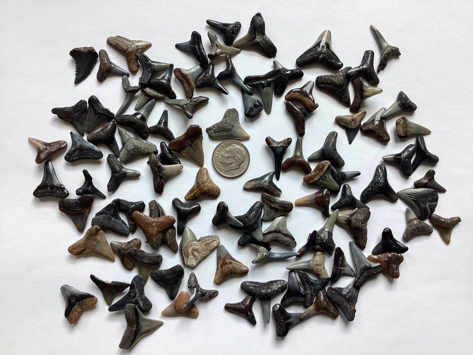 100 Quality fossil shark teeth - Venice, Florida -  
