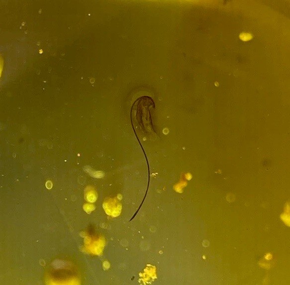 RARE Possible Sprouting Seed? in Burmese Amber and Large Hymenoptera
