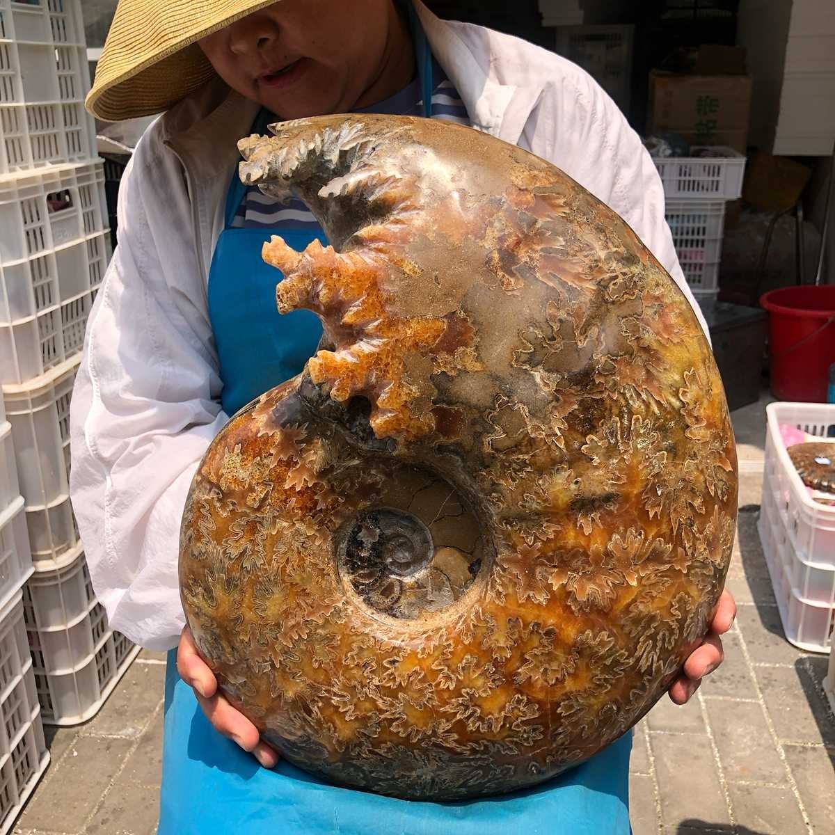 34.43LB Huge Natural Ammonite Fossil Polished Whole Specimen Home Office Decor