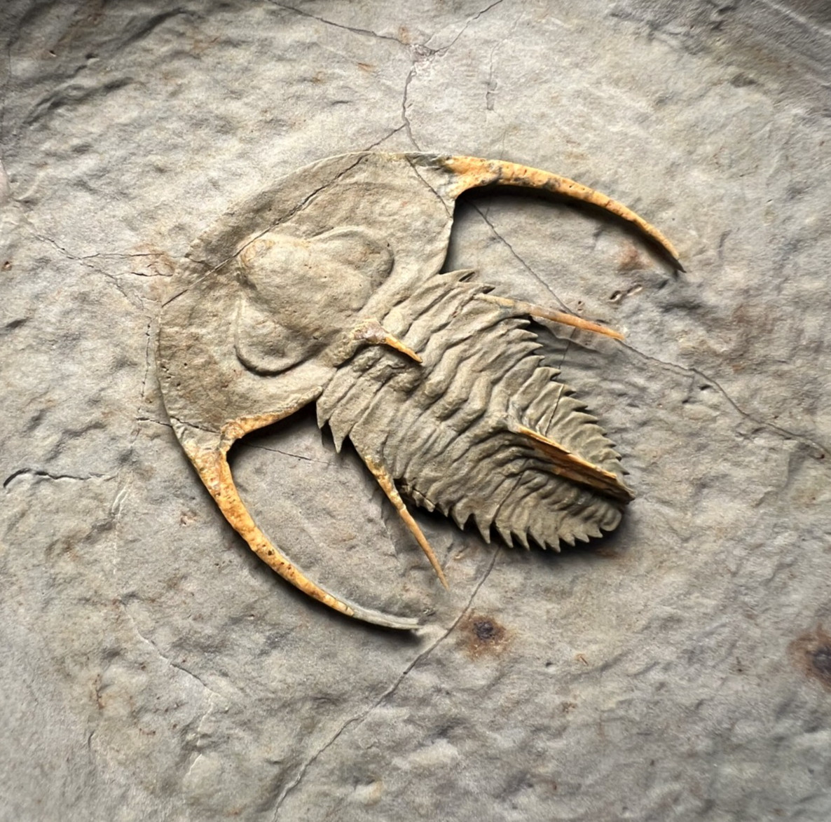 Rare Fallotaspis cf. bondoni Trilobite Fossil – Outstanding Preservation ✅