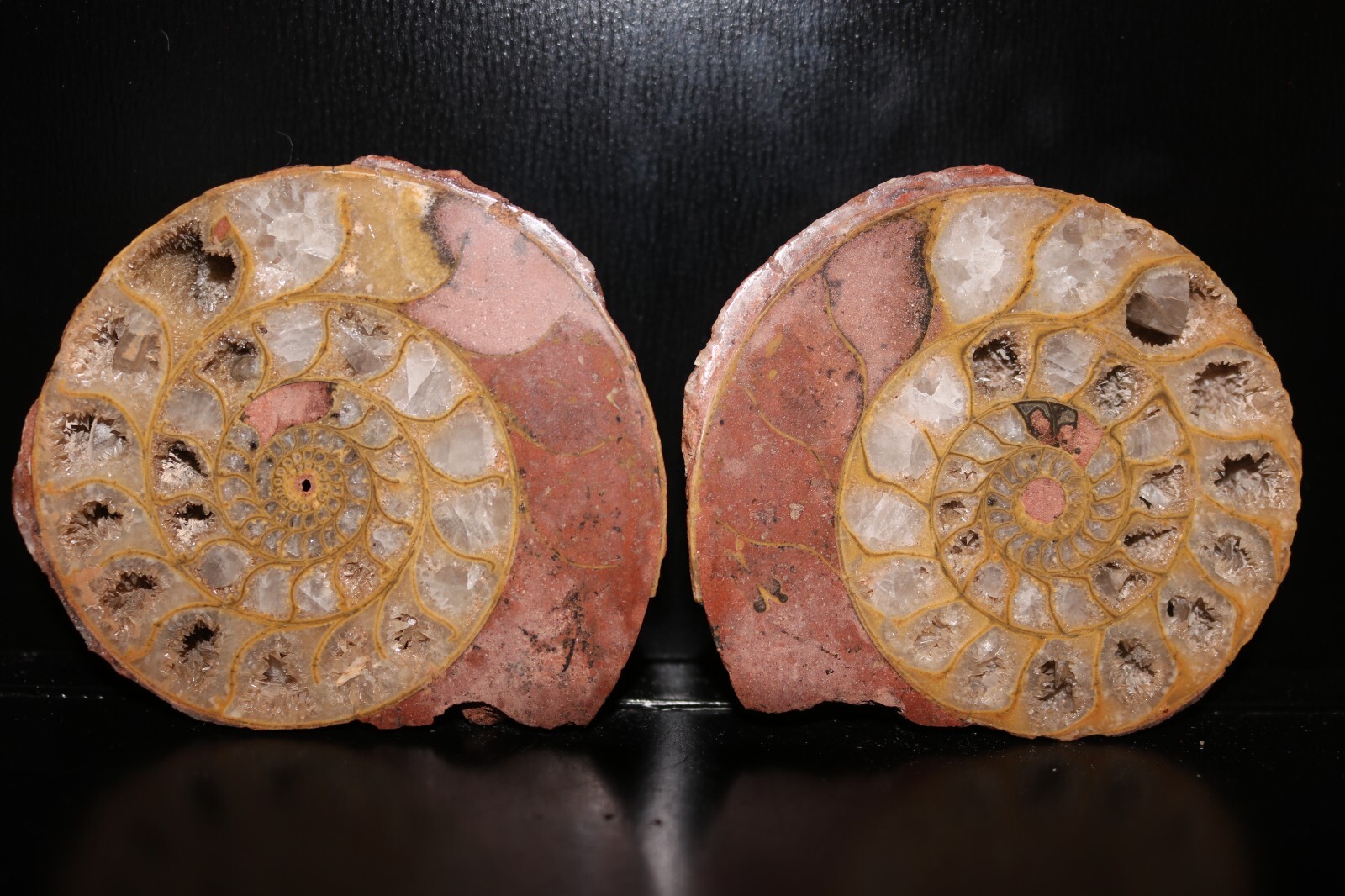 Split Timor Ammonite Pair - UV Reactive 3 1/4\
