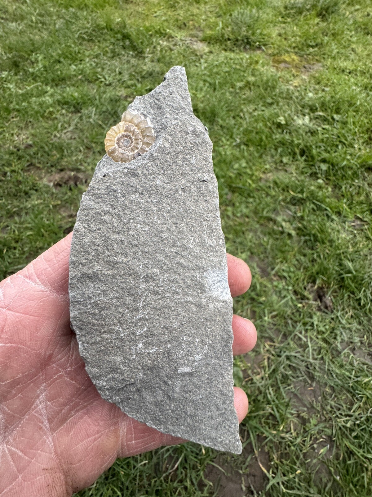 Ammonite (Calcite, Promicroceras SP.) Jurassic 