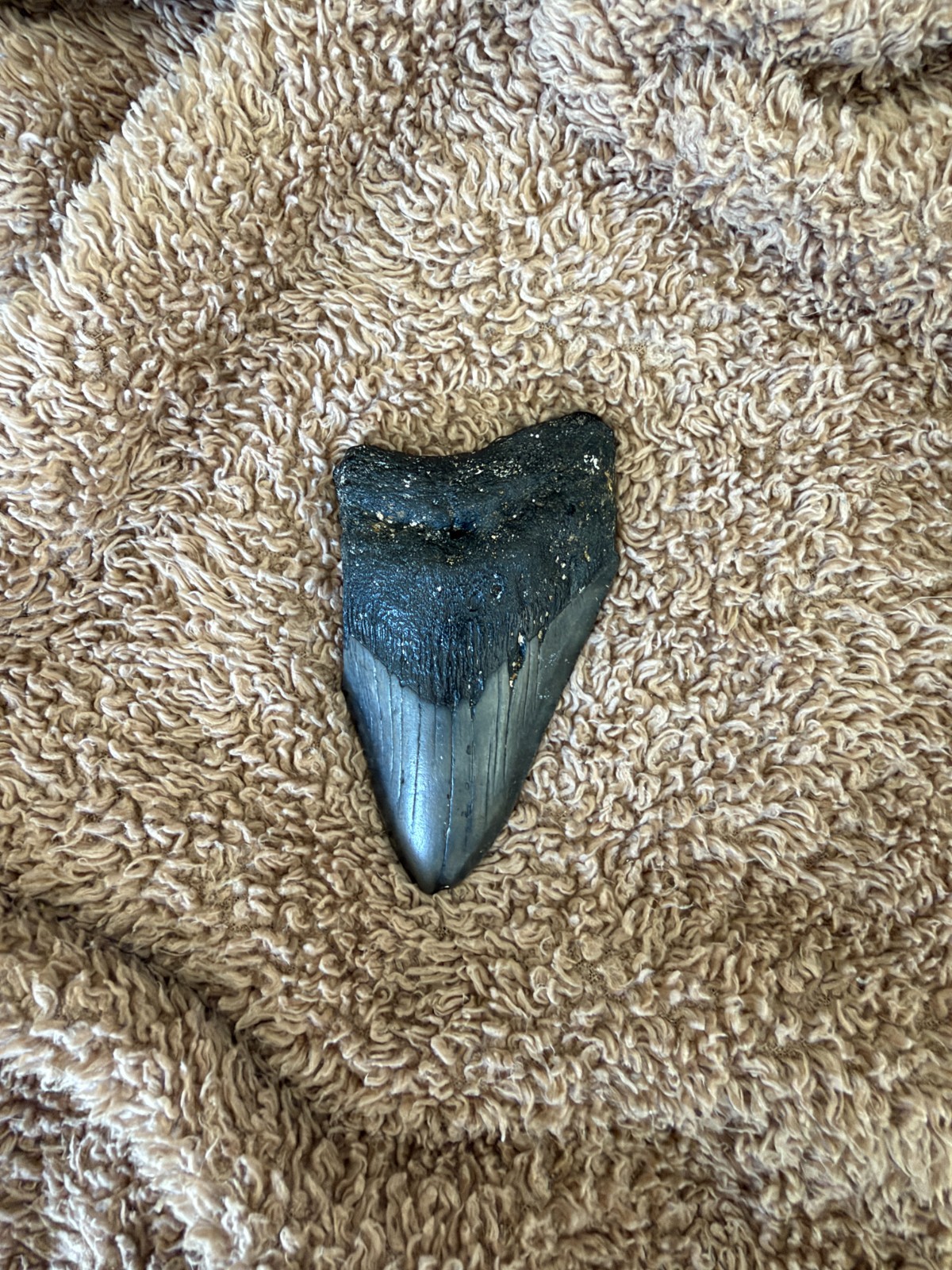 Real Megalodon Shark Tooth 3.70” Big Fossil Shark Teeth From NC