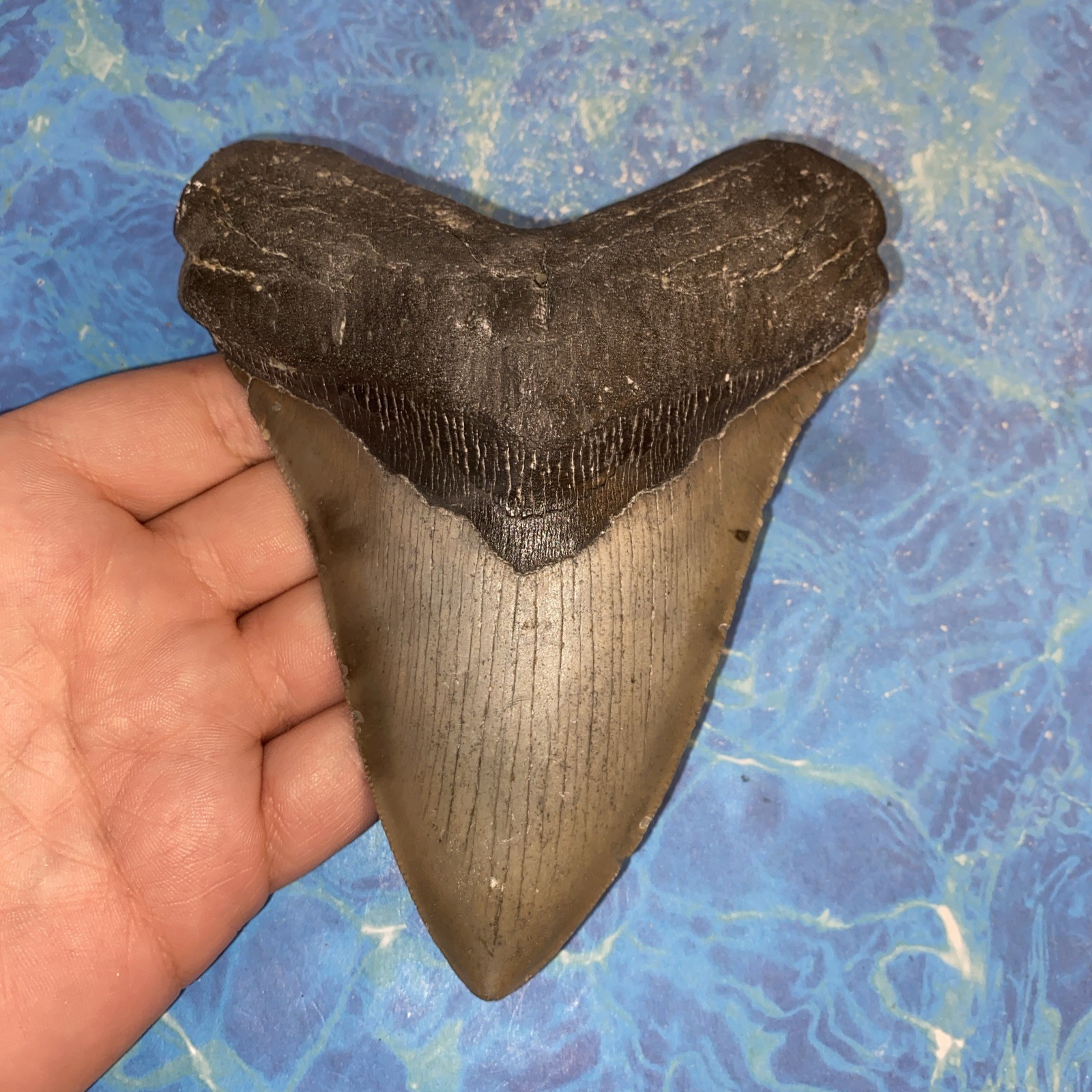 MEGALODON SHARK TOOTH 5.30” HUGE TEETH MEG SCUBA DIVER DIRECT FOSSIL NC 9998