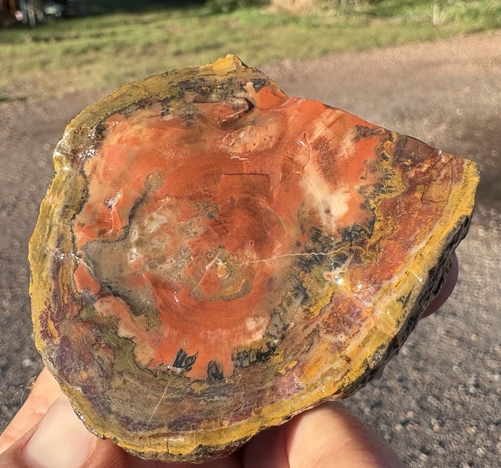 ☘️RR⛏️: Top Quality Arizona Rainbow Petrified Wood, 6.5 Oz. 🌈