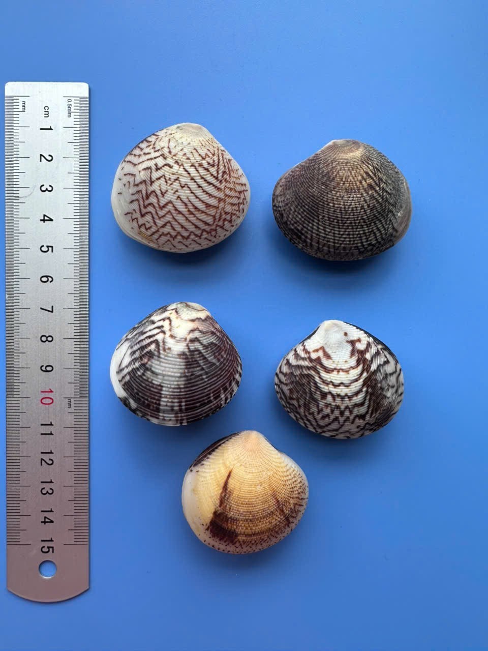 Set of 5 Bivalves| Gafrarium aequivocum| Very NICE pattern