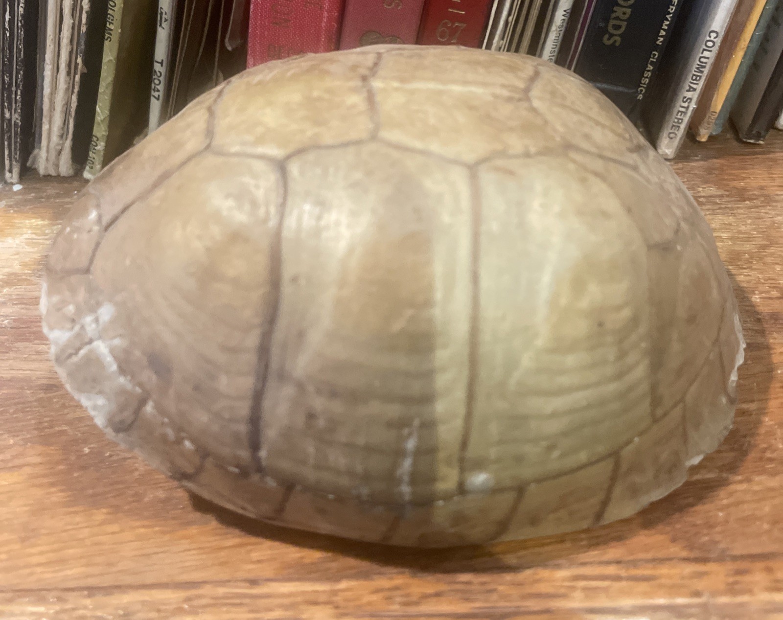 Old Turtle Shell light Tan Color Back Shell Only