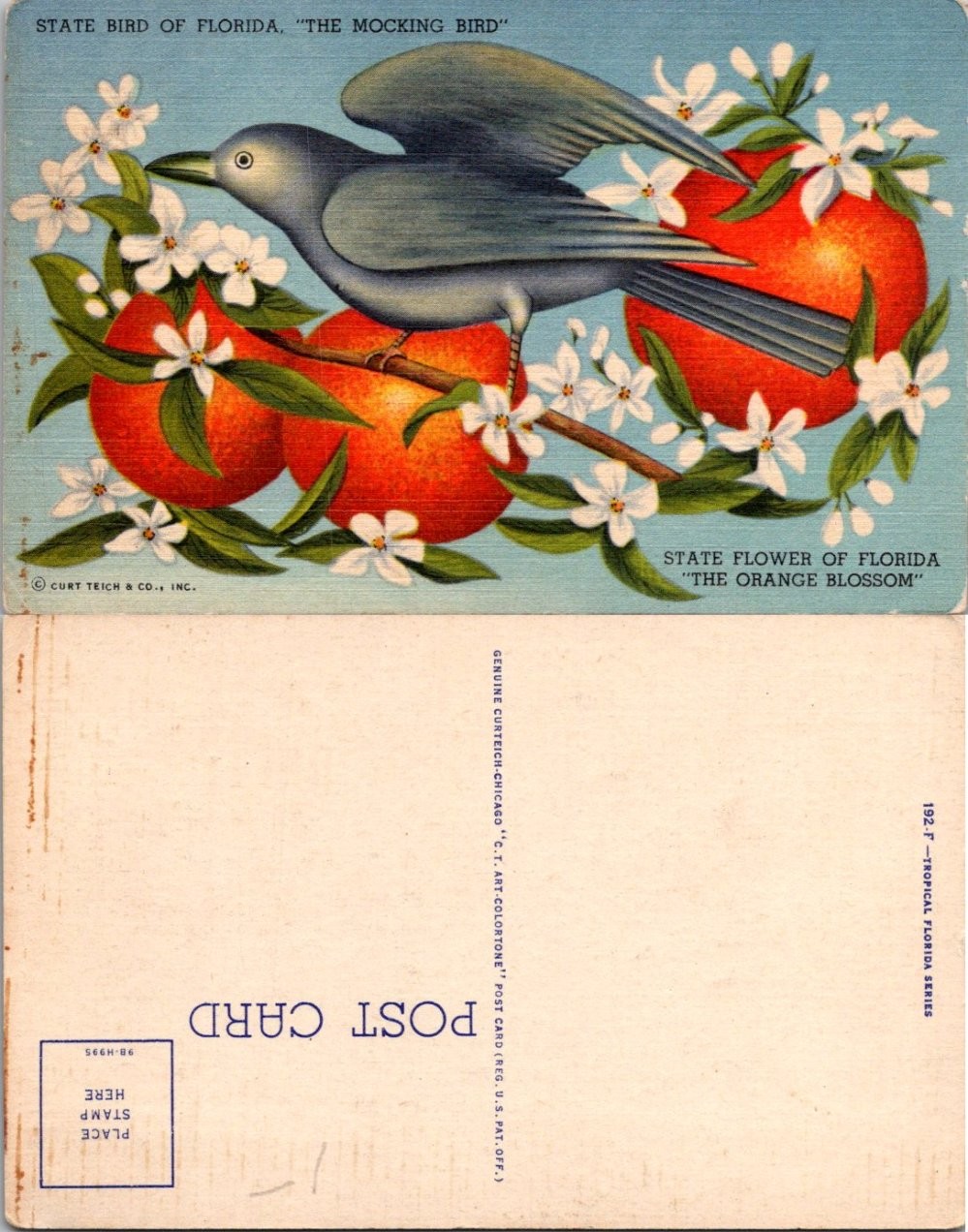 Vintage Florida Postcard State Bird The Mocking Bird Orange Blossom 1920s