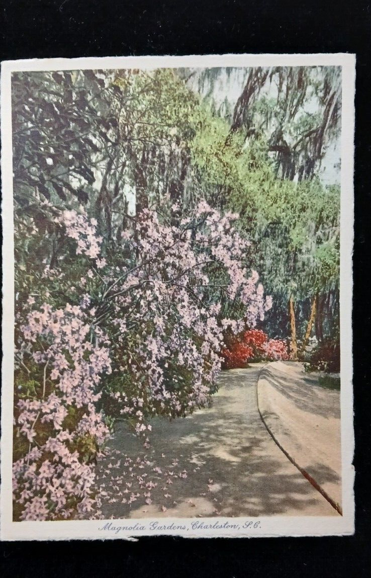 c1930\'s Magnolia Gardens Charleston South Carolina NC, Pink Vintage Postcard
