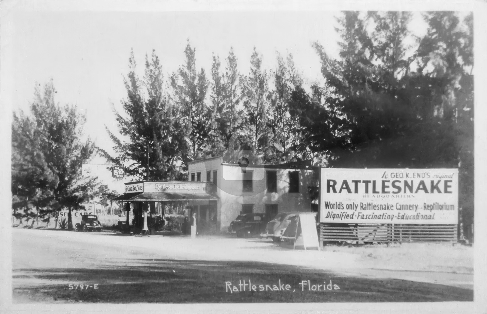 Rattlesnake Florida Roadside Snake Reptilorium 1940  RPPC Photo Postcard COPY