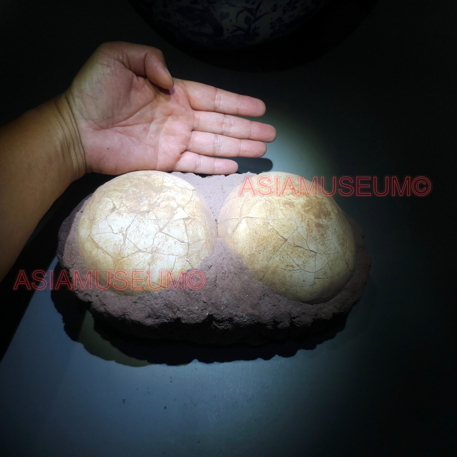 PAIR DOUBLE JURASSIC WORLD Shunosaurus SAUROPOD Lizards Dinosaur Egg Nest Fossil