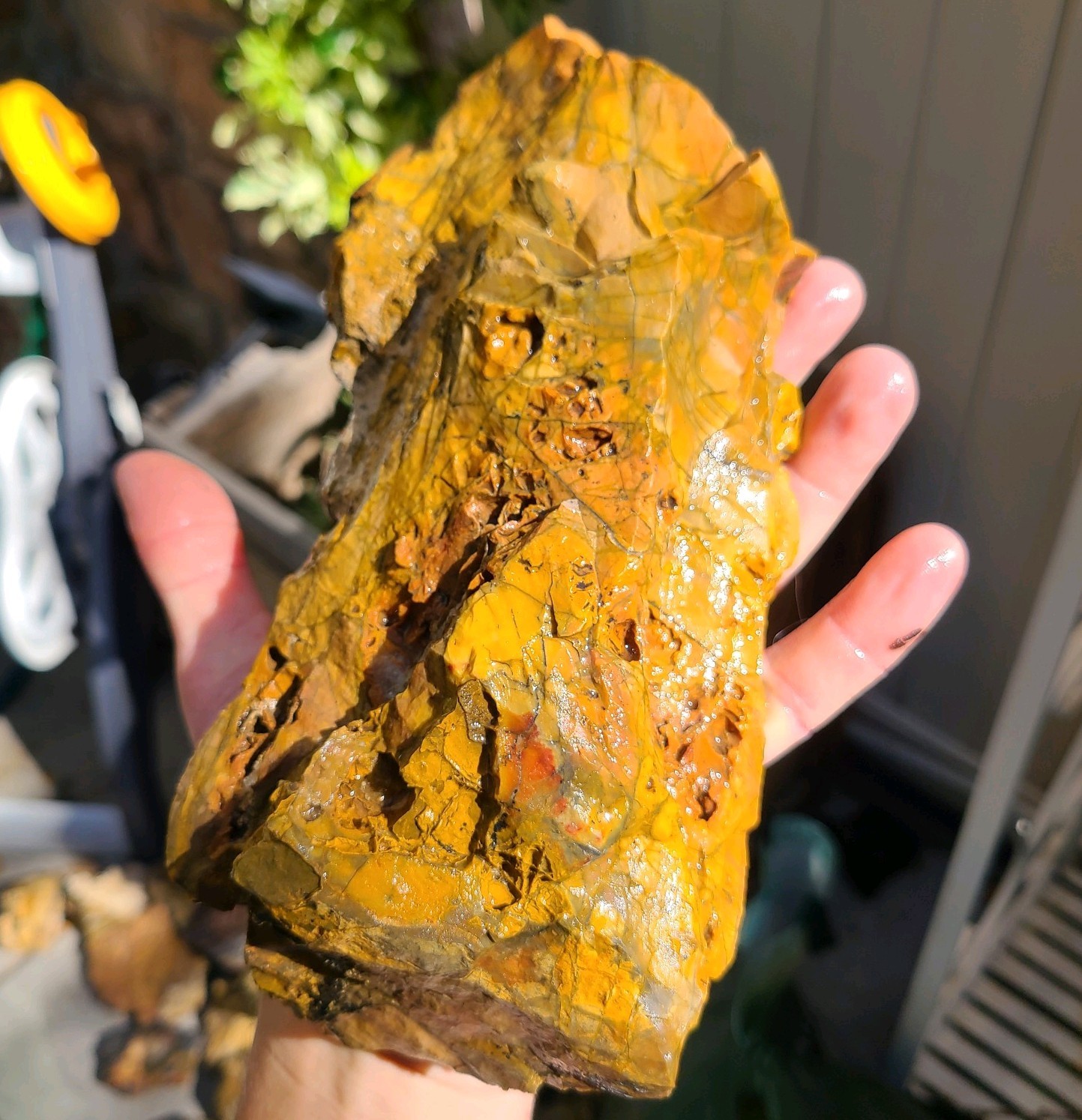 RARE 3.6 lb Top Quality Brecciated Jasper-Agate Rough *great colors* From Utah
