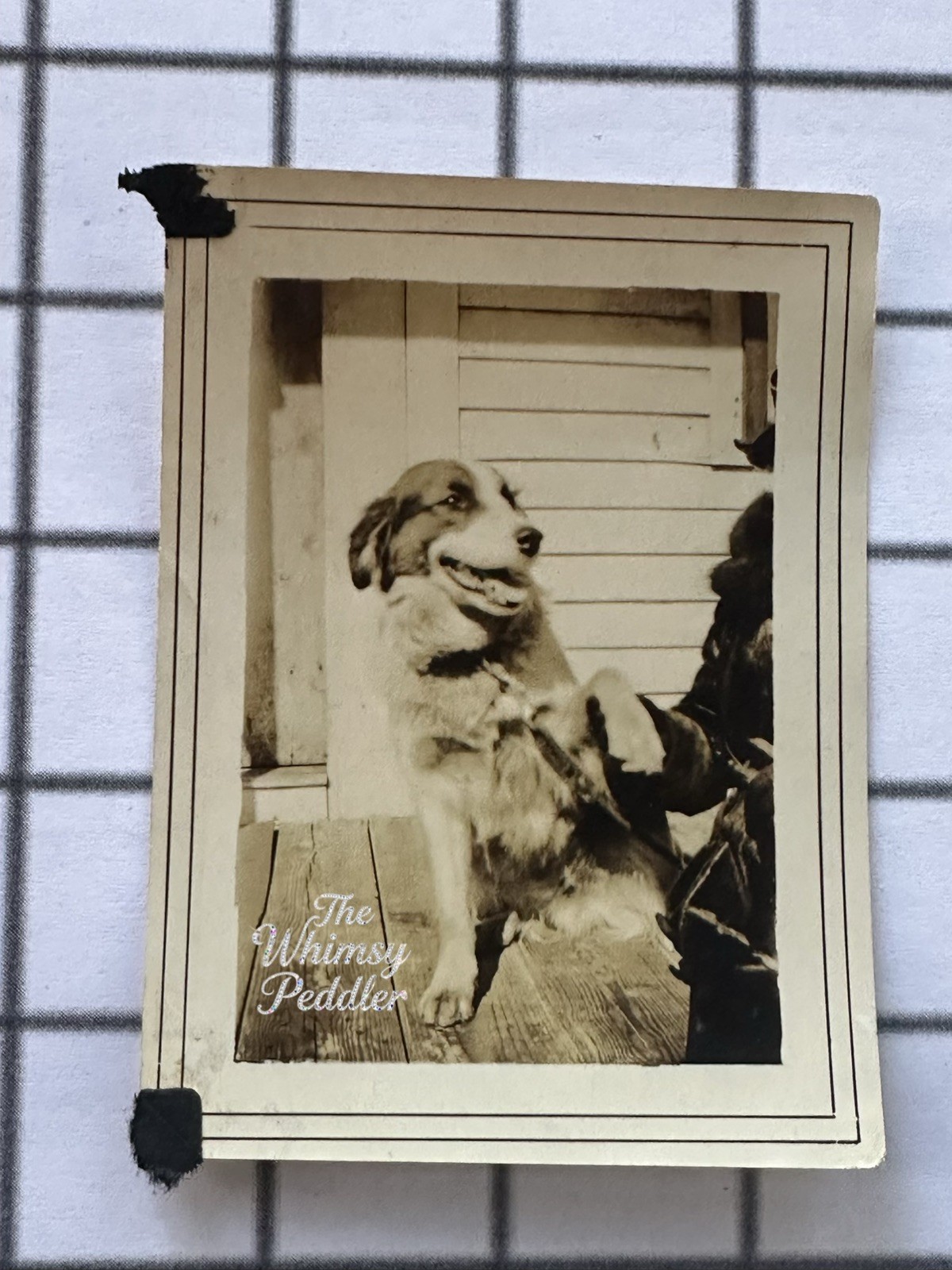 Vintage 1910s Photo Large Dog Shaking Hands Giving Paw Porch Snapshot