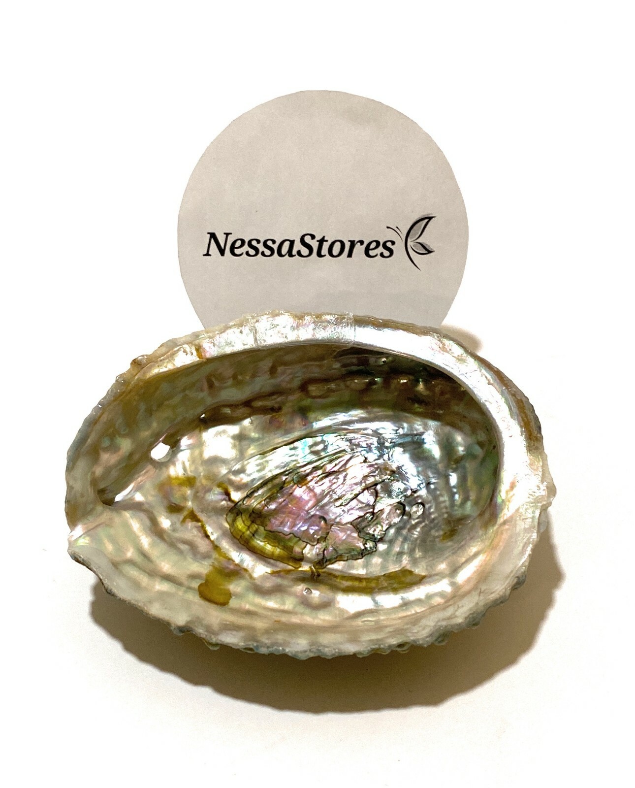 Pink Abalone Sea Shell One Side Polished Beach Craft 4