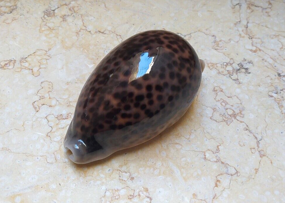 F Cypraea pantherina red sea shell F++++ 96.5mm WOW color super natural glossy