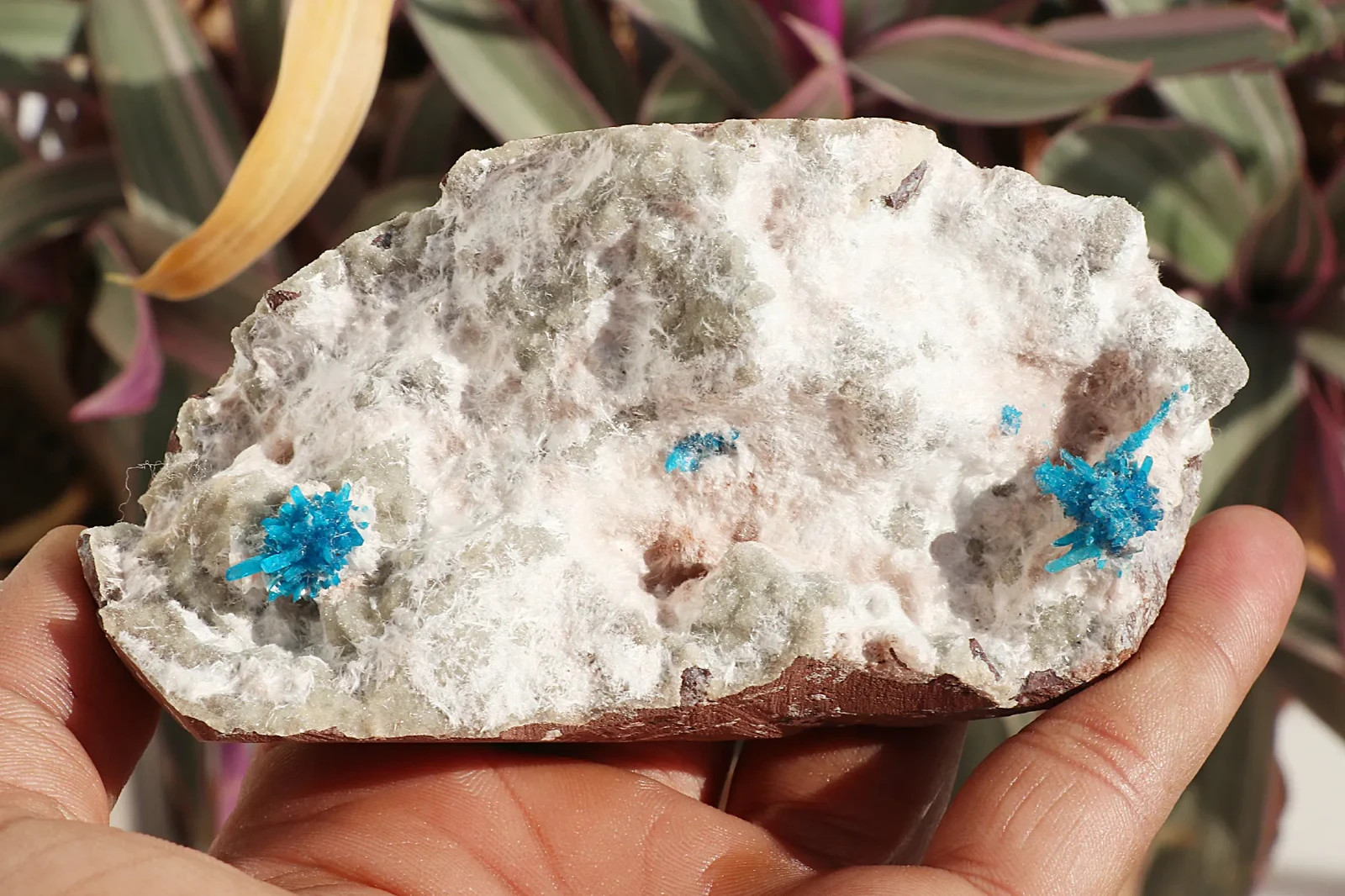 Very Rare Deep Blue Natural Cavansite Blossoms/Cavensite Crystal On Matrix 290g