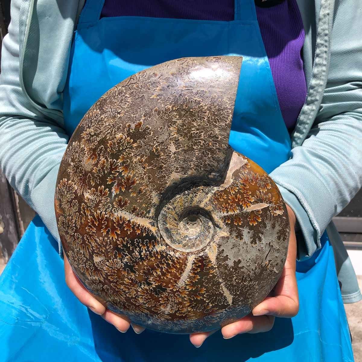 4.75LB Large Natural Beautiful Ammonite Fossil Conch Crystal Specimen Healing