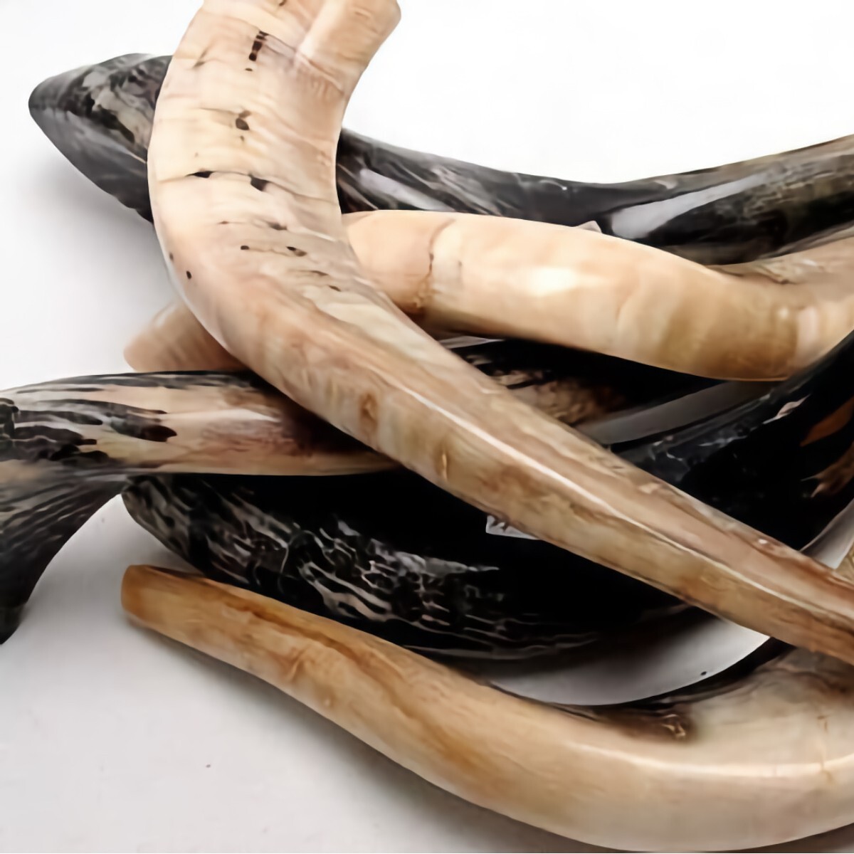 Authentic Polished Shofar 19.7″ - 23.6″ / 50 cm - 60 cm