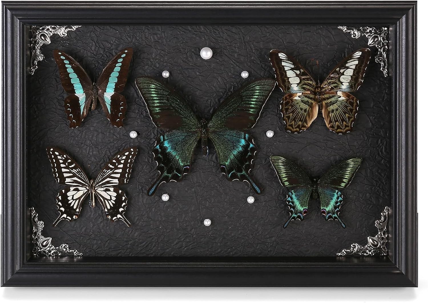 Real Framed Butterfly Taxidermy Collection - Set of 5 in Shadow Box Display - Na