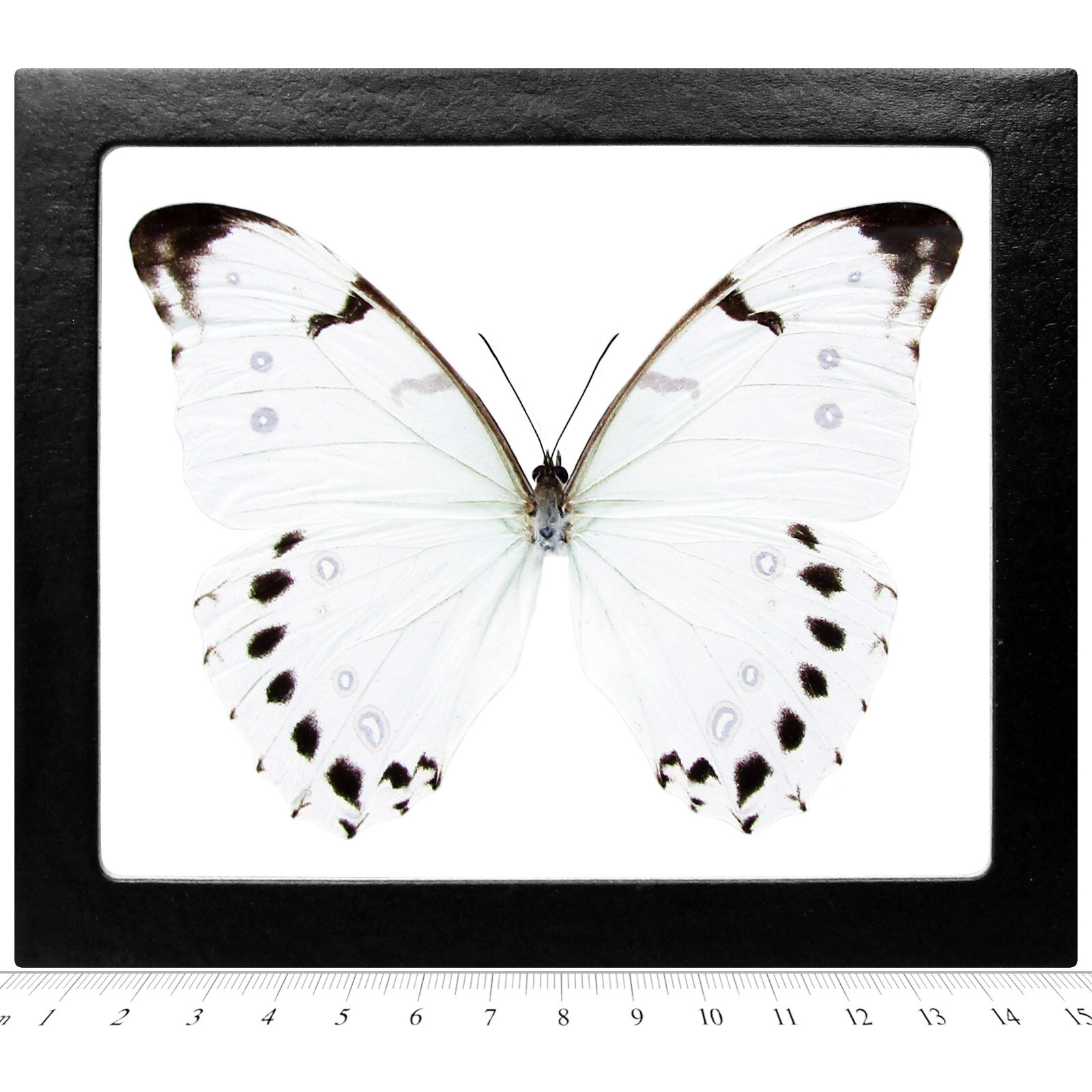 Morpho luna REAL FRAMED BUTTERFLY WHITE GUATEMALA