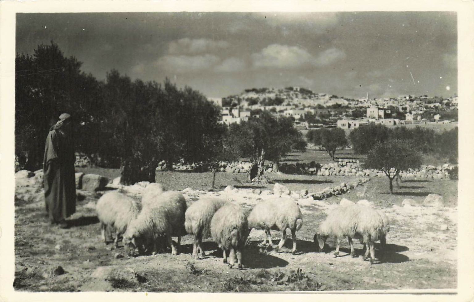 Vintage RPPC Shepherd\'s Field Bethlehem Holy Land Jerusalem Postcard 1930s