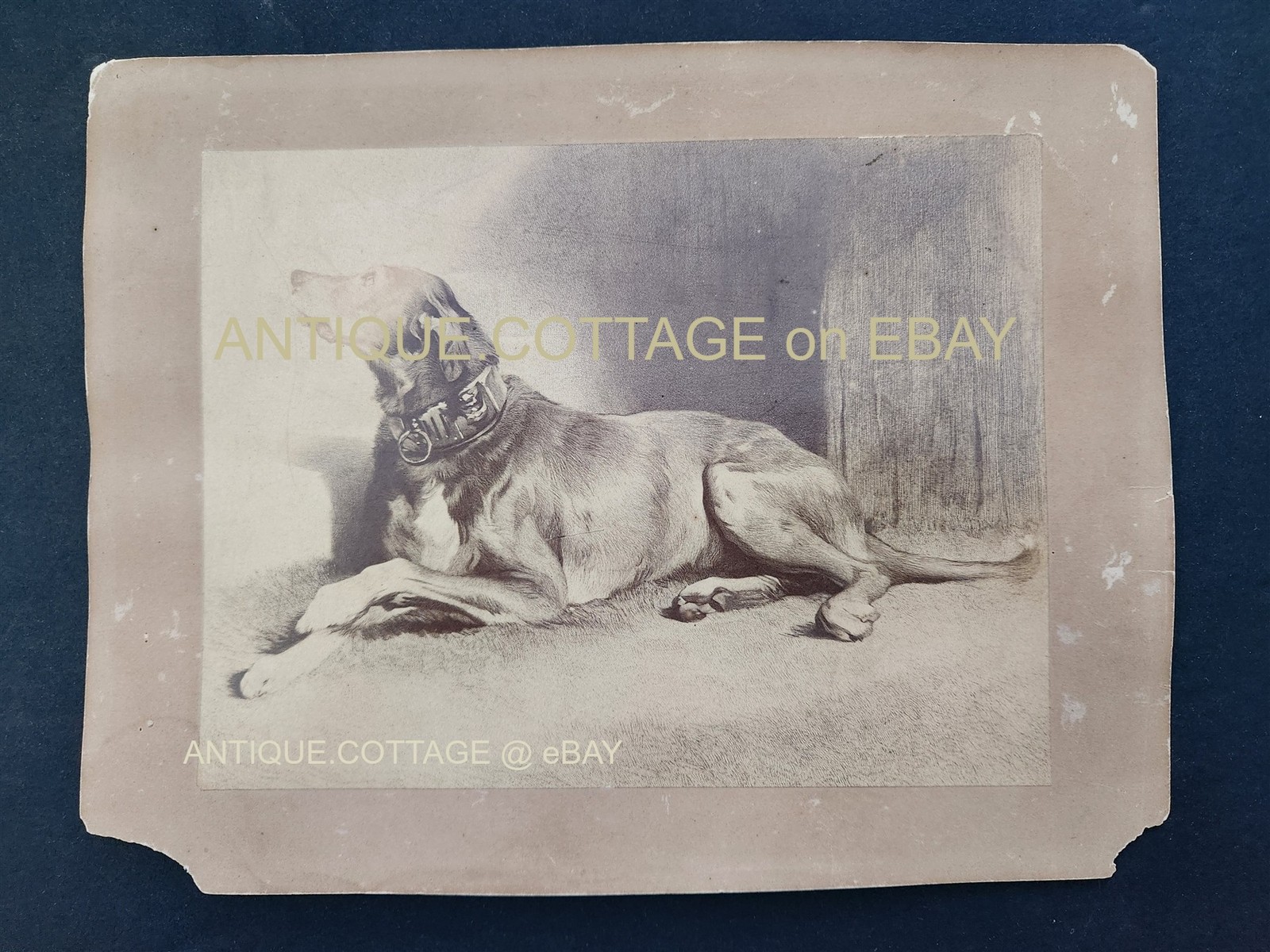 1900s antique PHOTO realistic DOG sketch drawing artist studio RETRIEVER