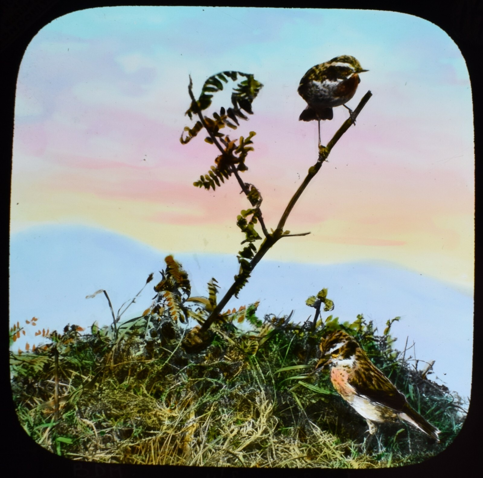 ANTIQUE Magic Lantern Slide WINDCHAT C1910 PHOTO BIRDS