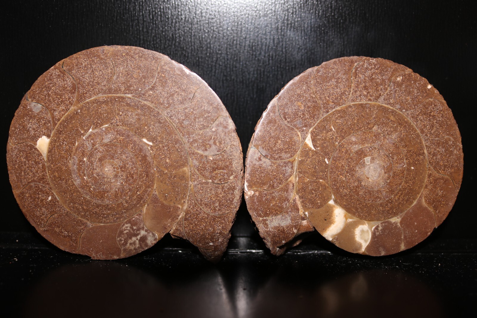 Split Timor Ammonite Pair 3 1/2\
