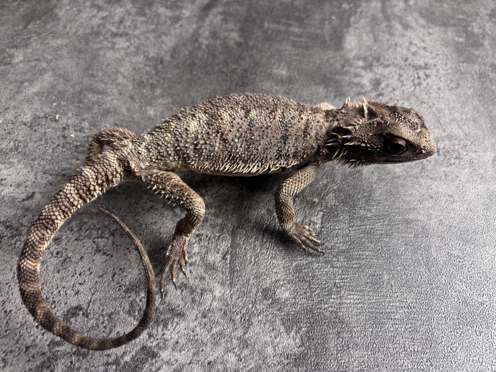 Pogona vitticeps Pine lizard taxidermy Real skin mount 