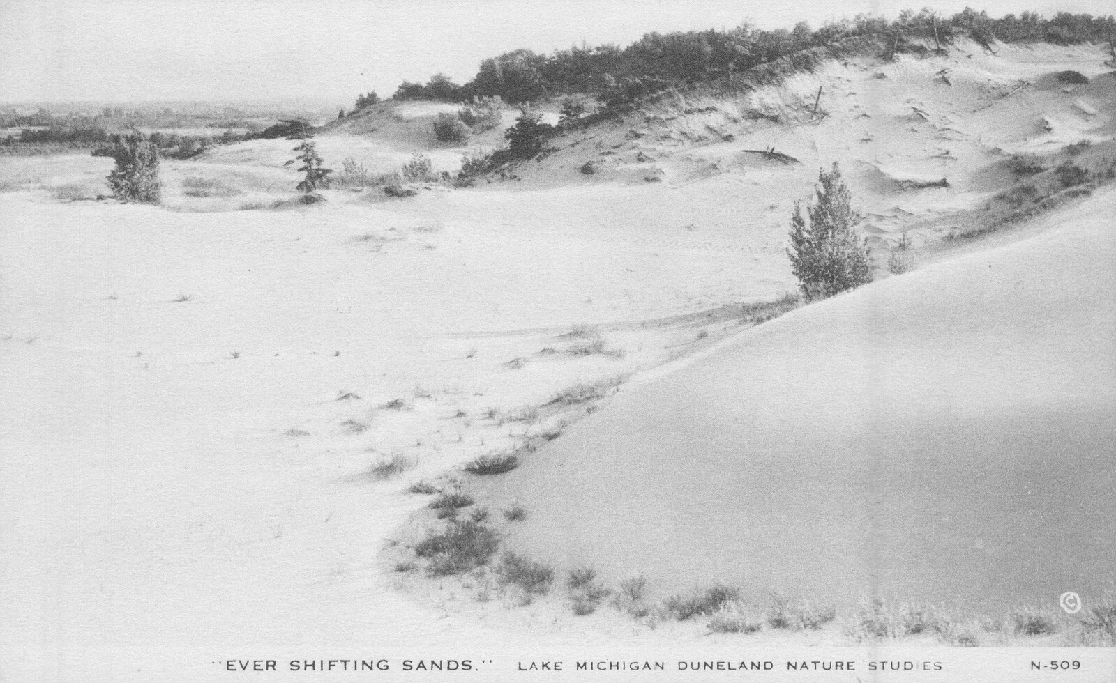 Lake Michigan Duneland Postcard RPPC Nature Studies Ever Shifting Sands c1911. N