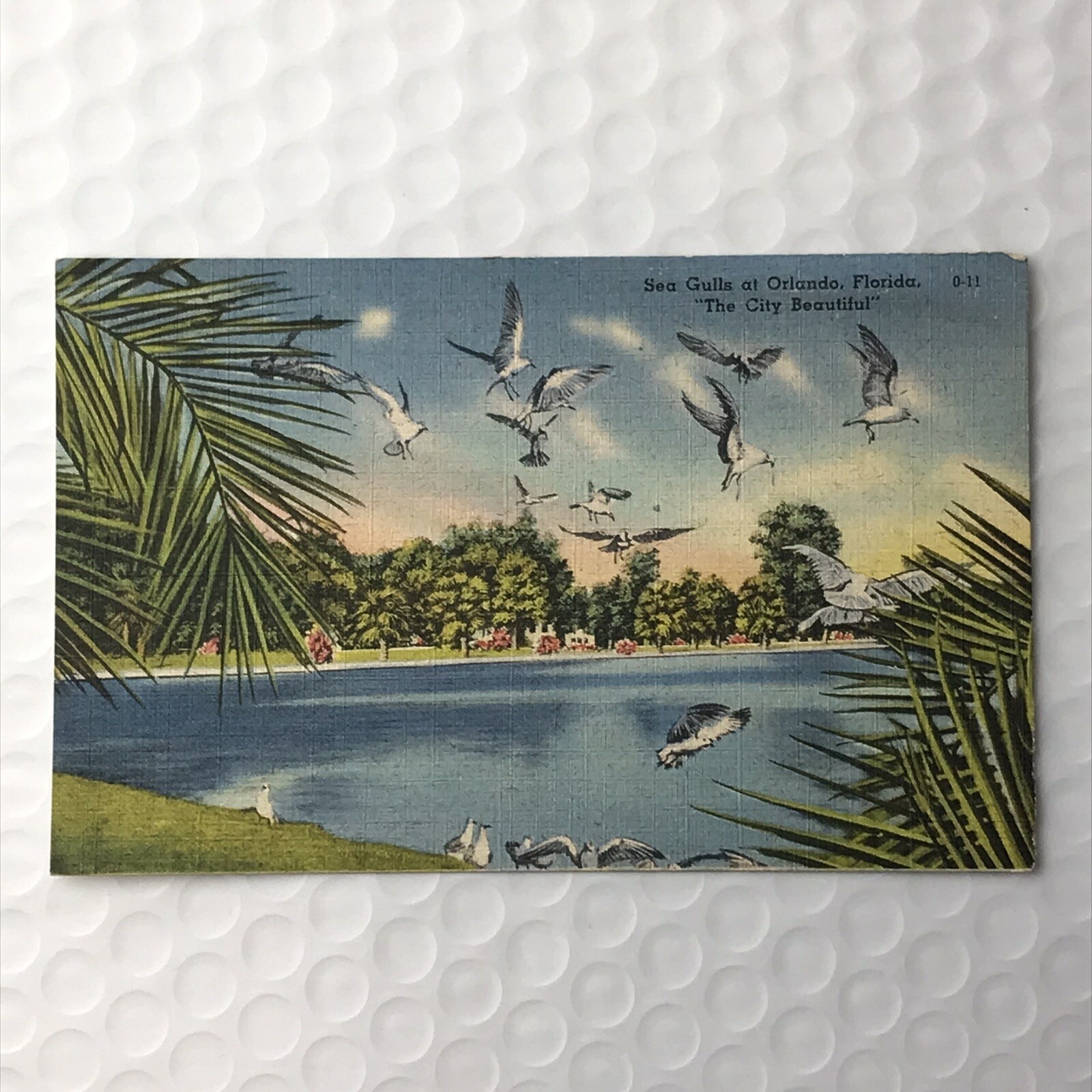 Florida Vintage Postcard Seagulls Orlando