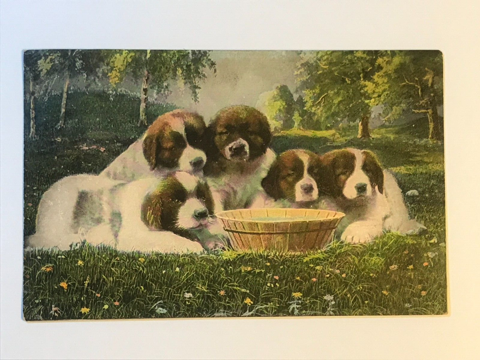 Postcard St Bernard Puppies Group Portrait Field Water Bowl Posted 1908