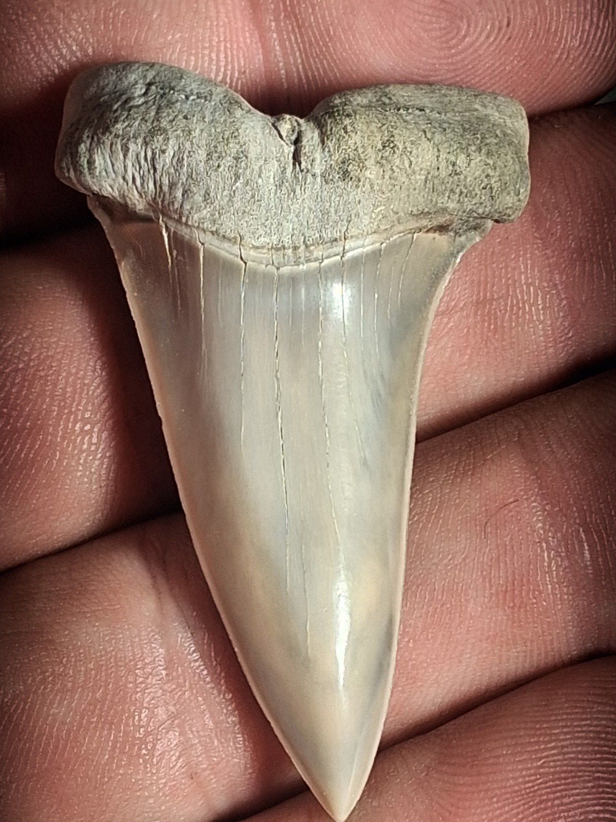 RARE HASTALIS MAKO SHARKS TOOTH VICTORIA AUSTRALIA