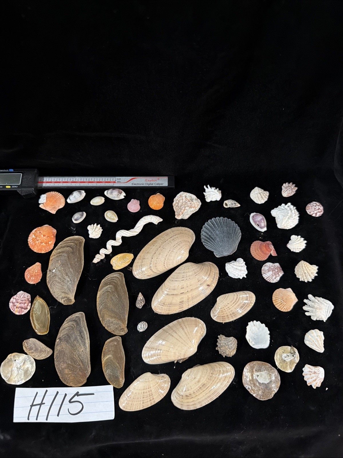 Vintage Florida Shell Collection Bulk Lot W/ Lots Of Variety (H115)