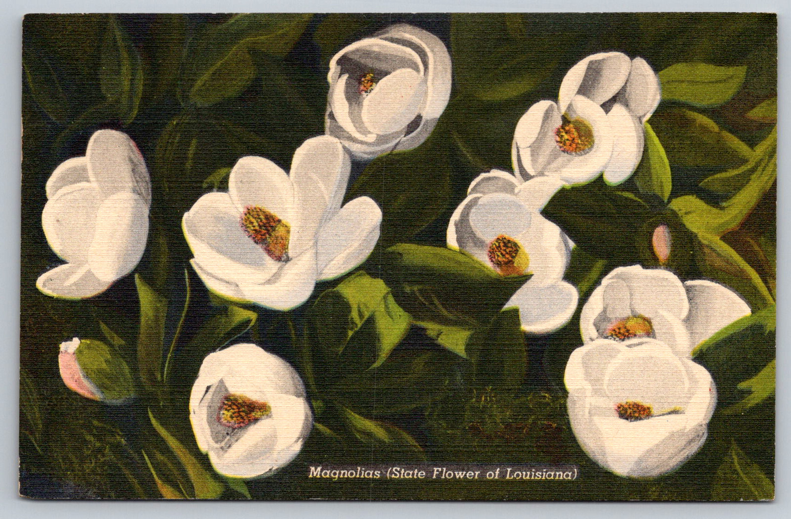 c1930s Magnolias State Flower Louisiana CT Art Colortone Postcard