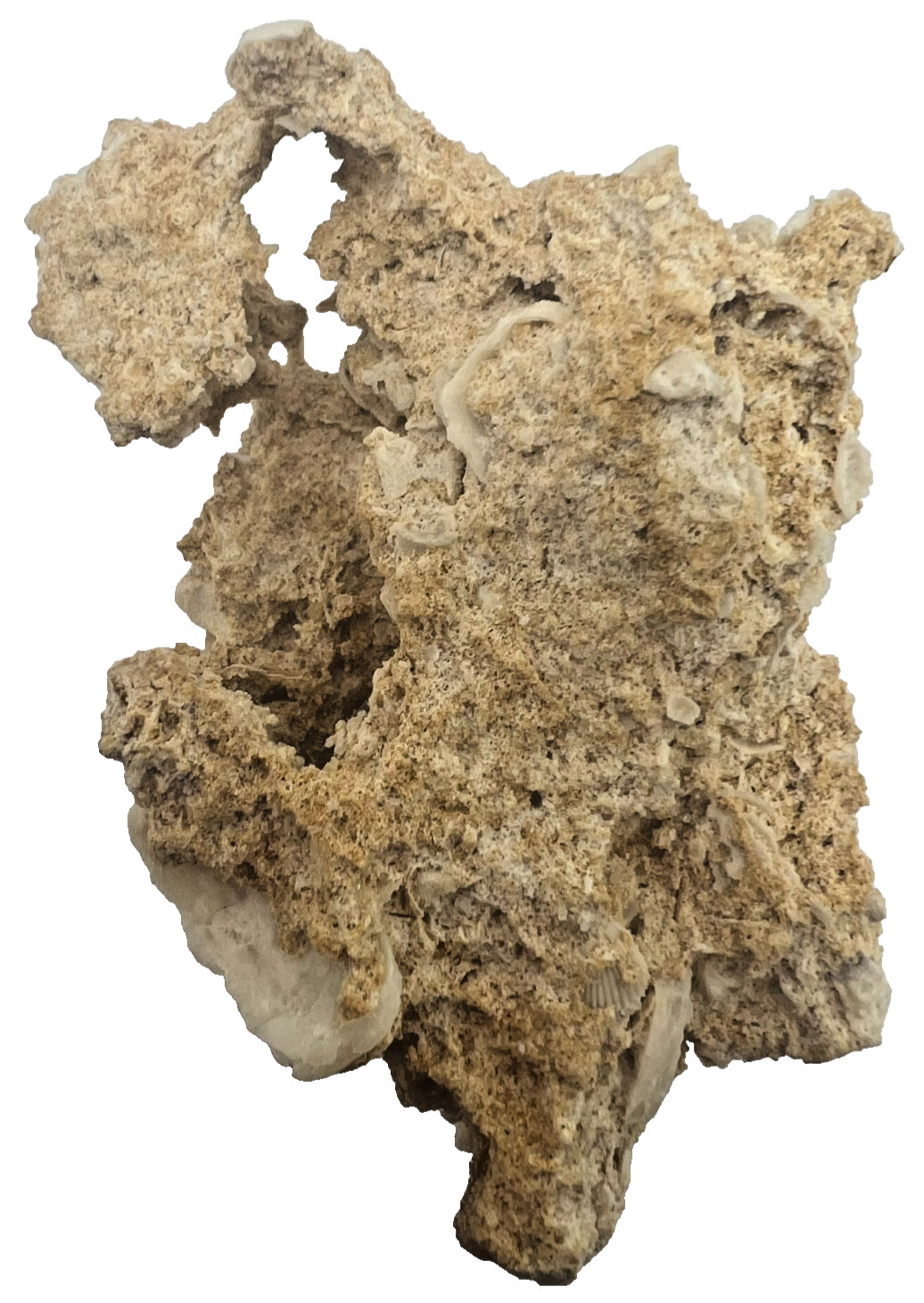 Medium Unidentified Fossil Specimen | RARE 3D Soft-Body Geometry | SEE VIDEO