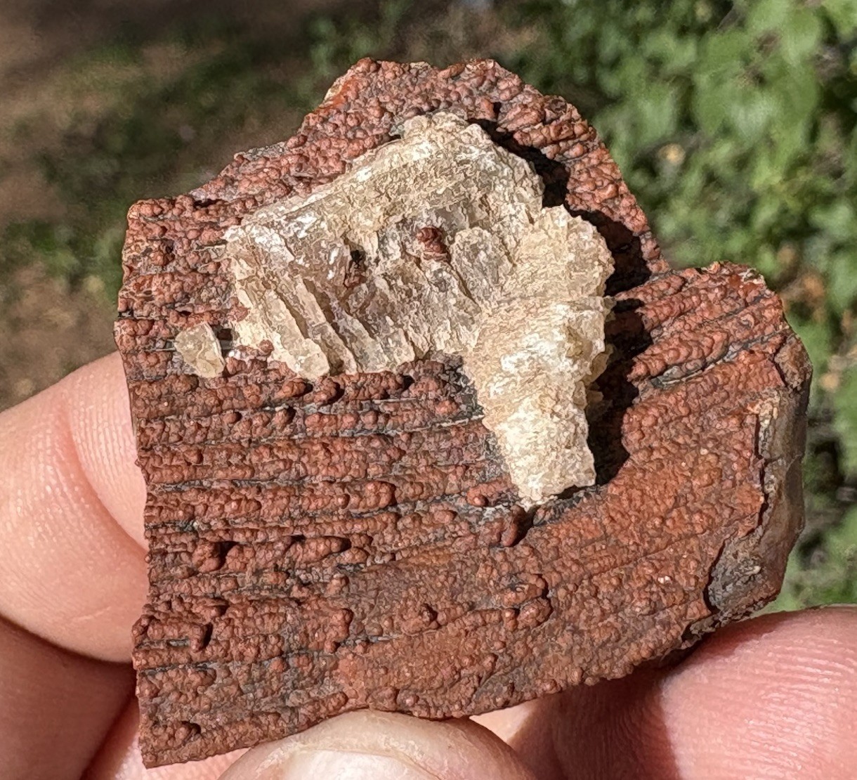☘️RR⛏️: Unique Arizona Petrified Wood W/Red Druzy/Barite 🌈