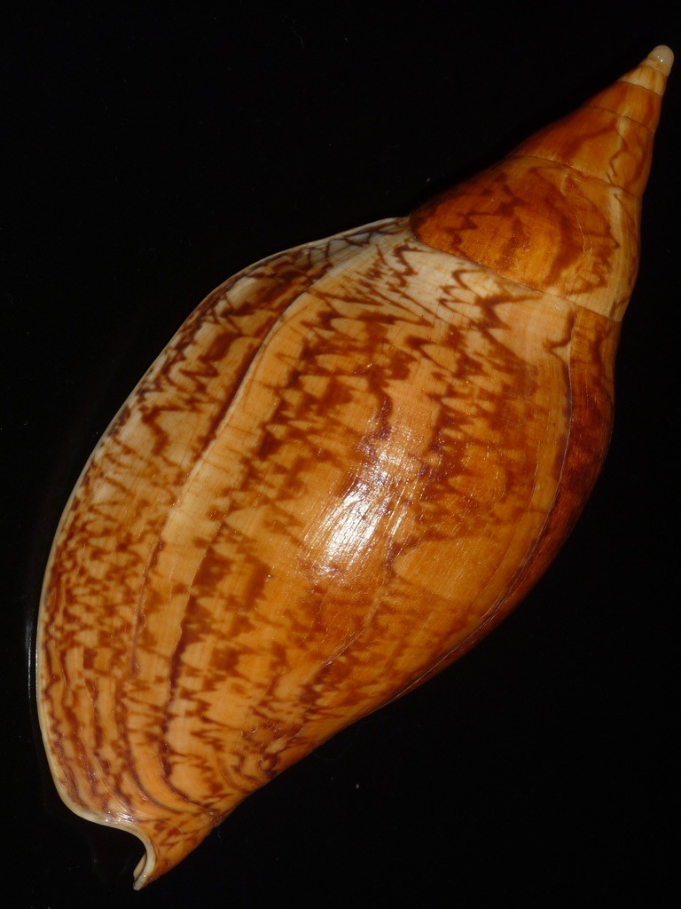 584 Ericusa sowerbyi 194.7mm TOP GRADING IMPORTANT NATURAL SEASHELL RARE BEAUTY
