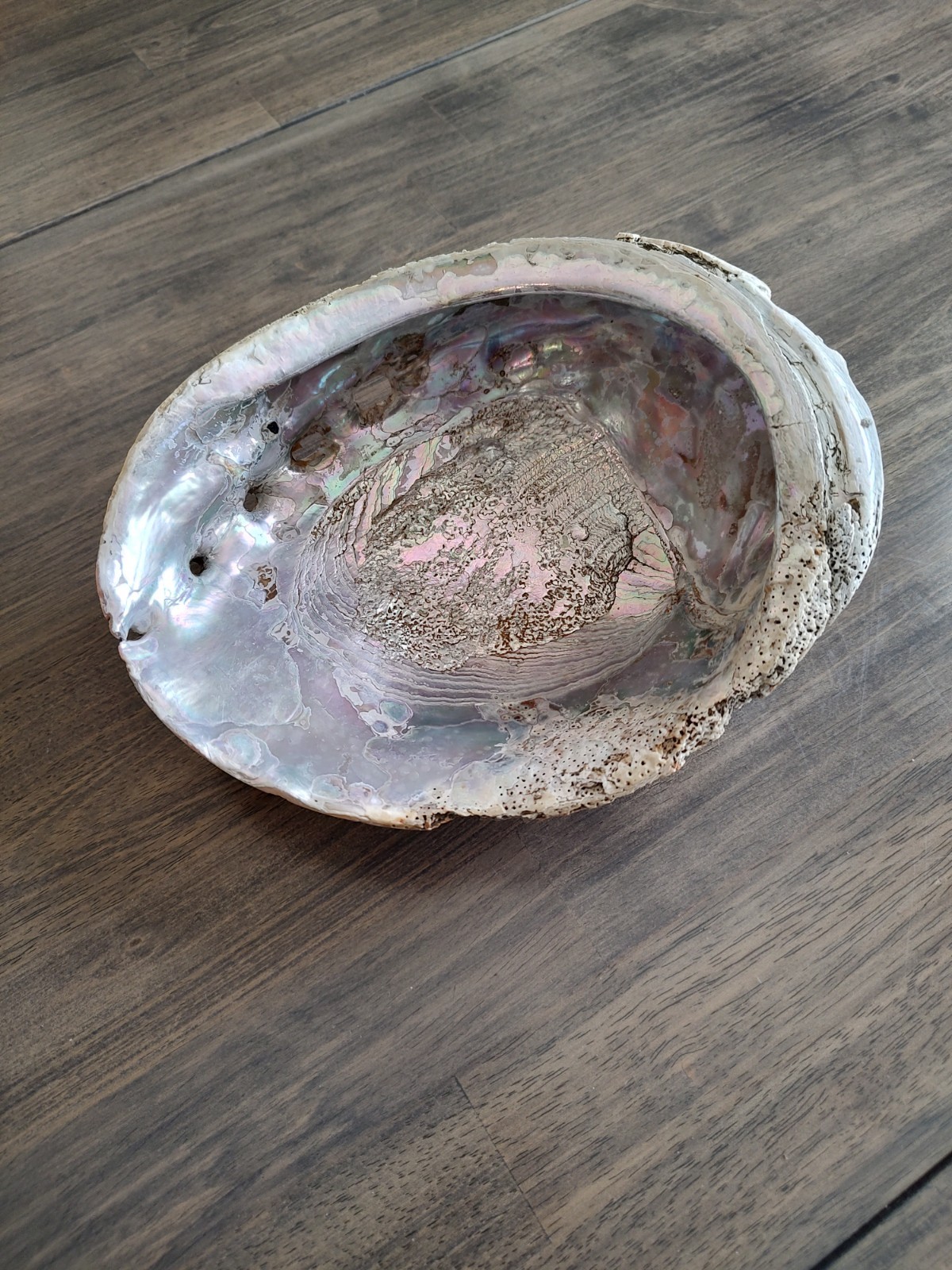 Vintage Ex Large Red Abalone Shell Iridescent Colors 9-1/8\