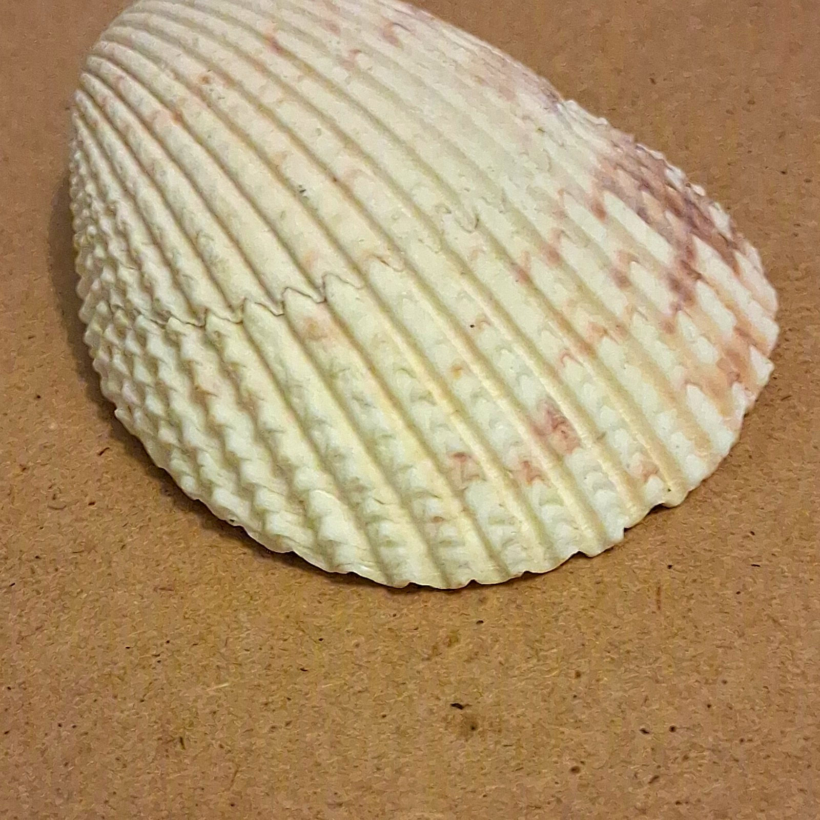 EXTREMELY RARE Shell Of Destiny