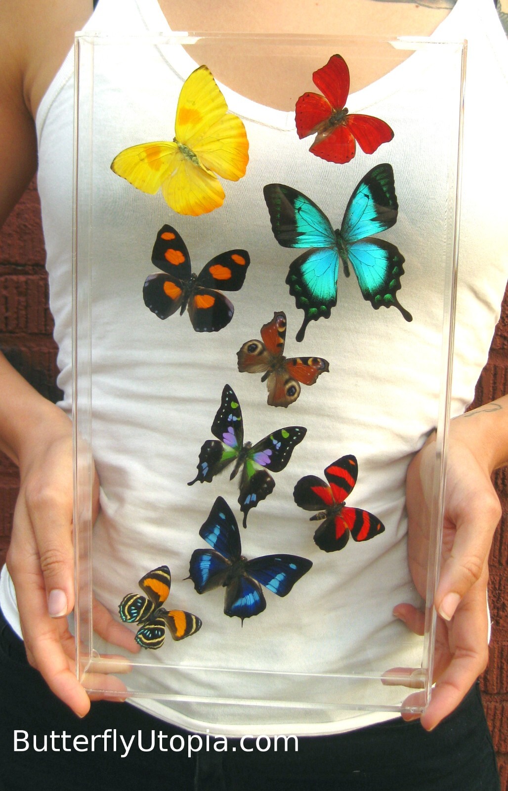 Real 3D Framed Butterflies: Colorful Butterfly Art - Harmony - 8x14