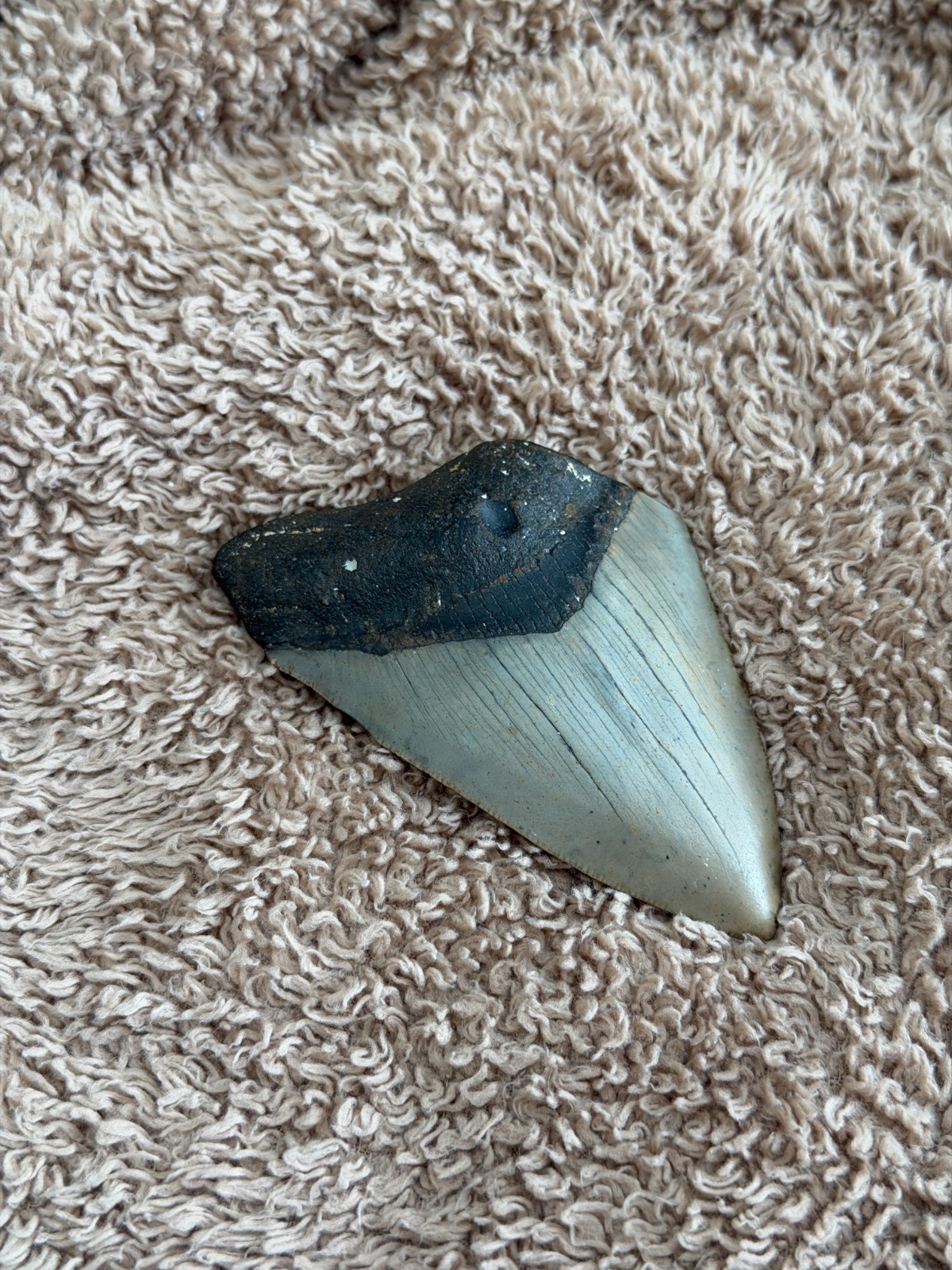 Real Megalodon Shark Tooth 3.8” Big Fossil Shark Teeth From NC