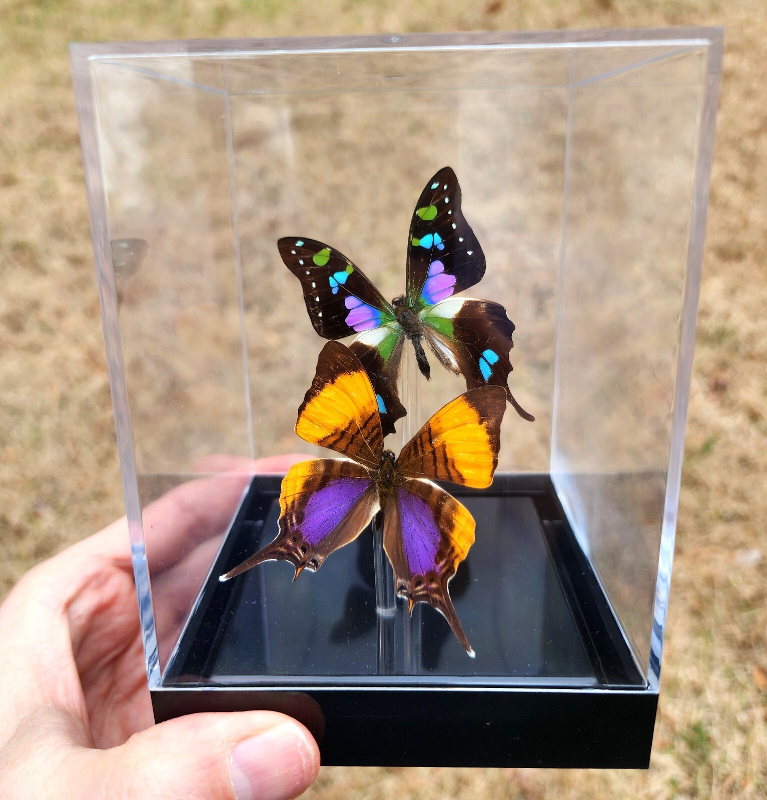 Real 3D Framed Butterflies: Purple Pair - Table Top - includes Purple Spotted Sw