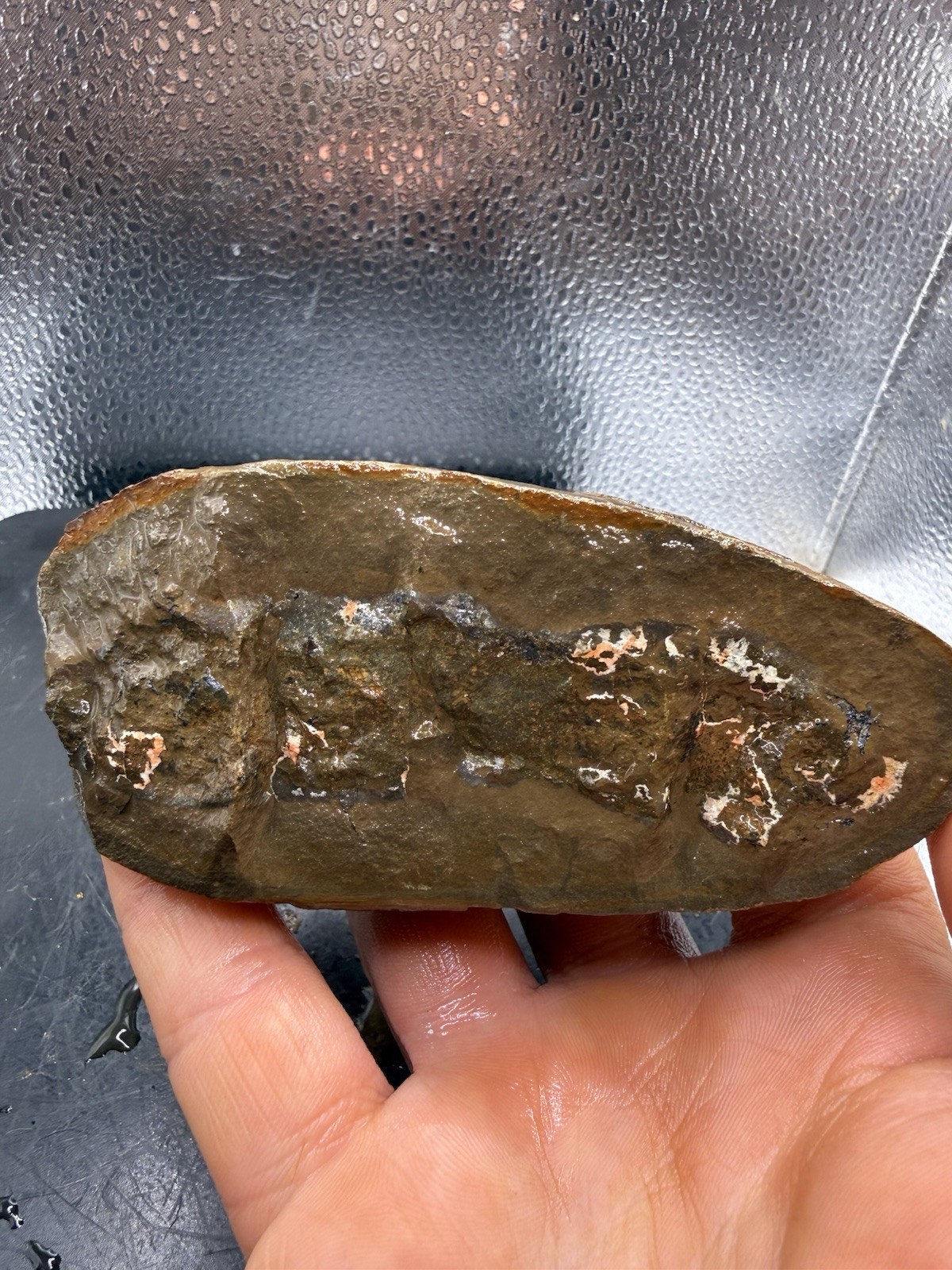 Fossilized Indiana Not Mazon Creek Siderite Possible Tully Monster 434 Grams
